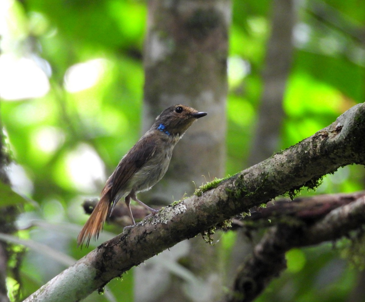 Small Niltava - ML641999089