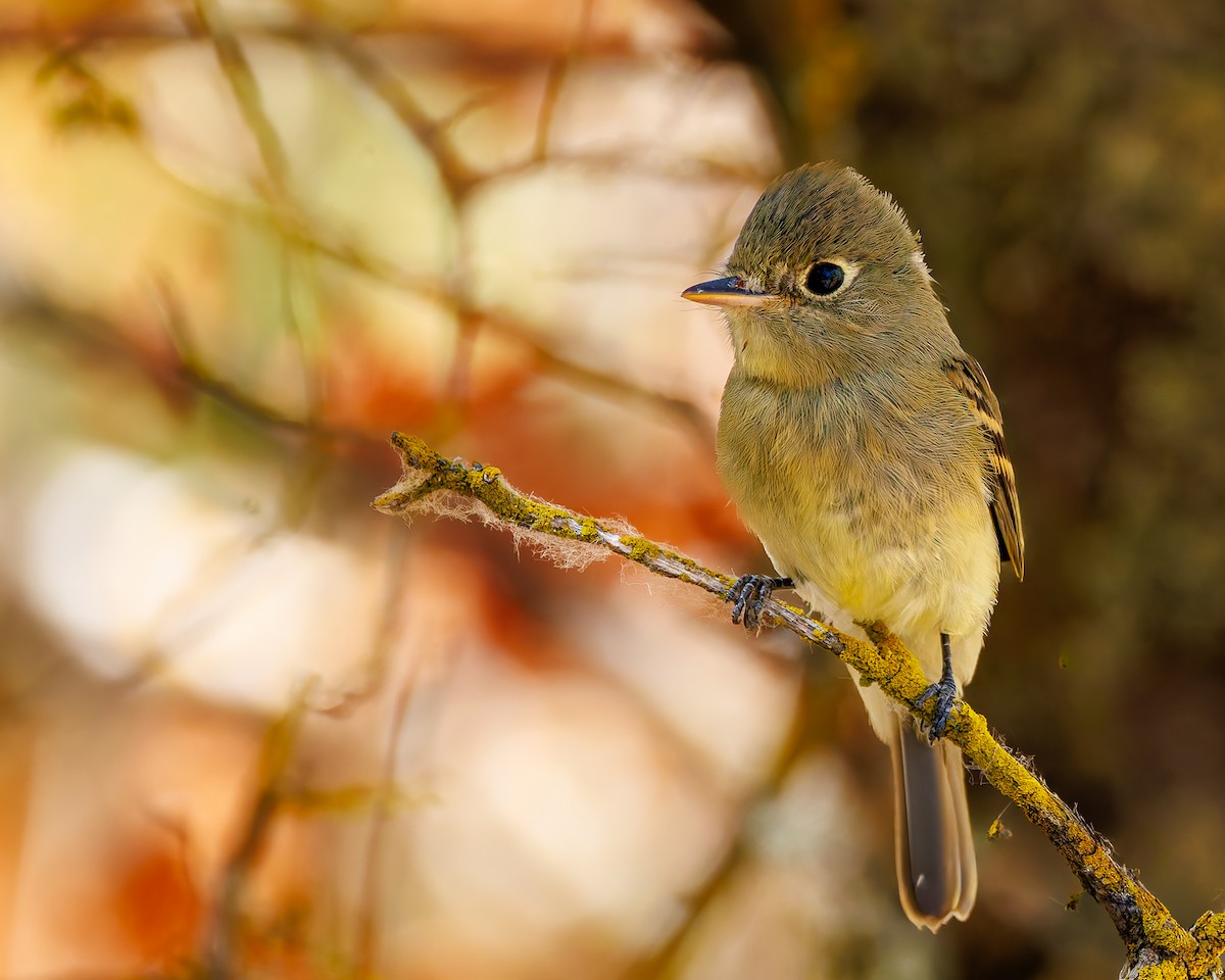 Western Flycatcher (Pacific-slope) - ML641999091