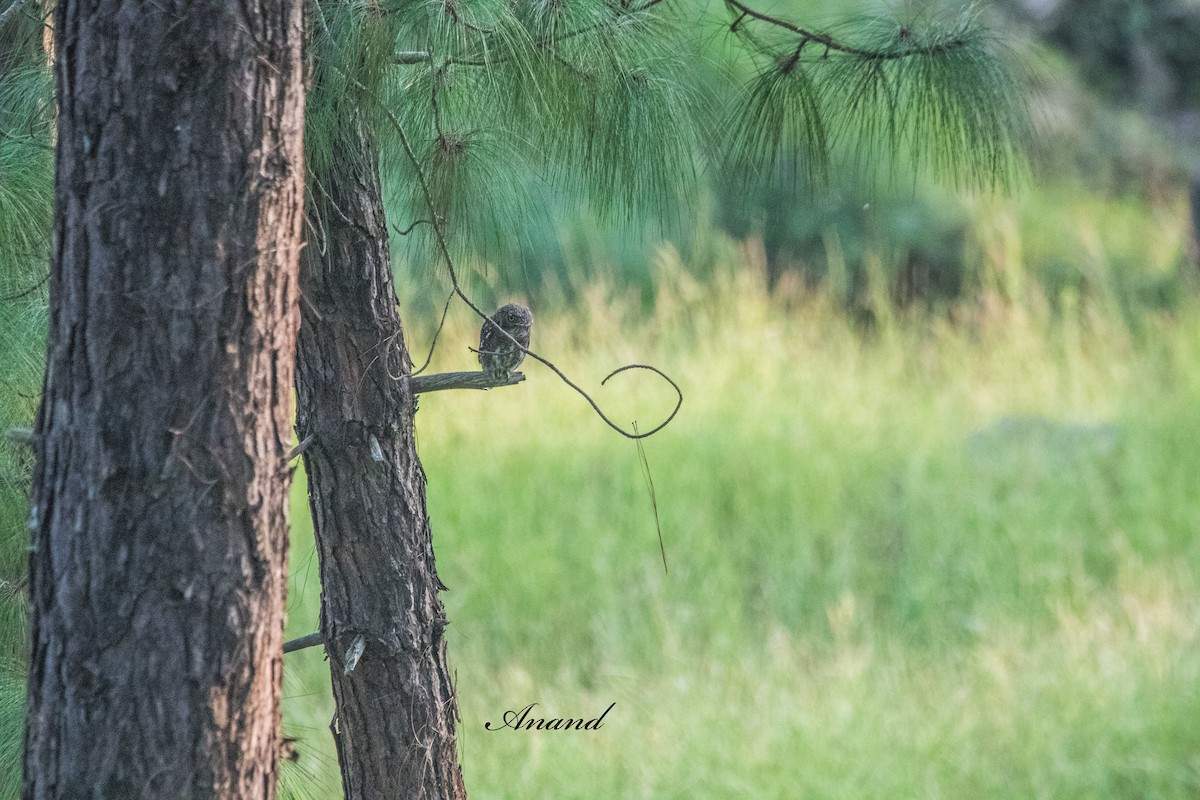 Asian Barred Owlet - ML641999094
