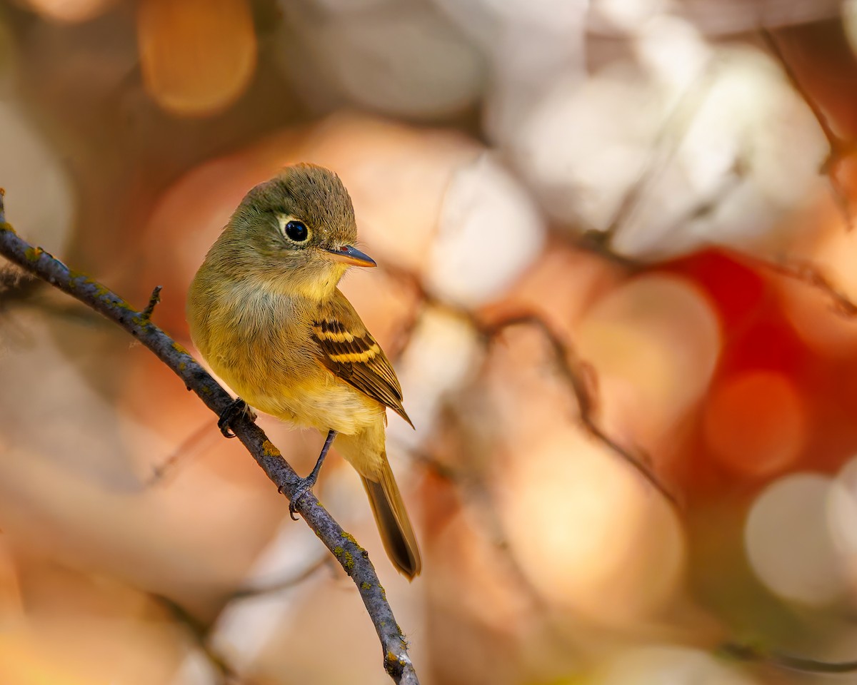 Western Flycatcher (Pacific-slope) - ML641999097