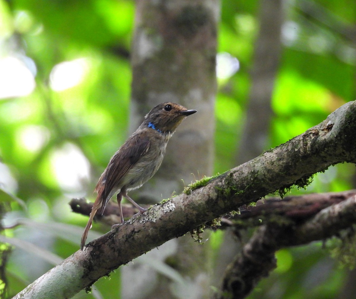 Small Niltava - ML641999098