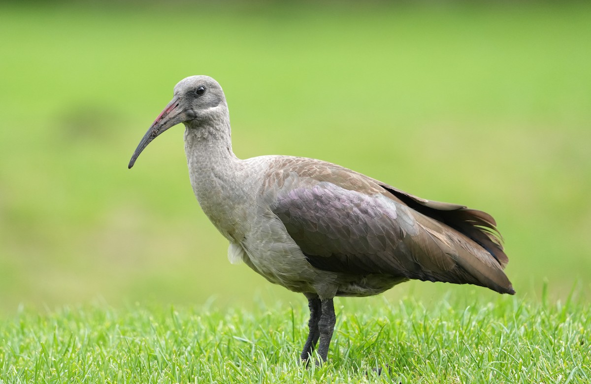 Hadada Ibis - ML641999105