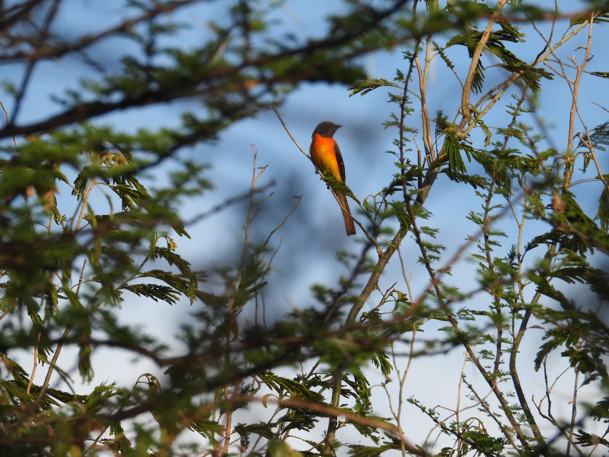 Small Minivet - ML641999108