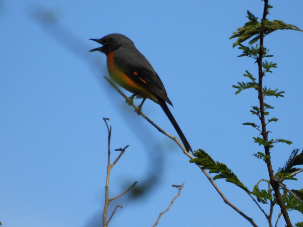Small Minivet - ML641999109