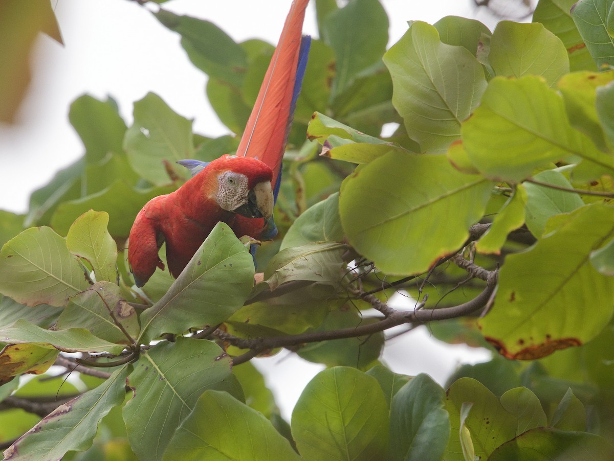 Scarlet Macaw - ML641999110