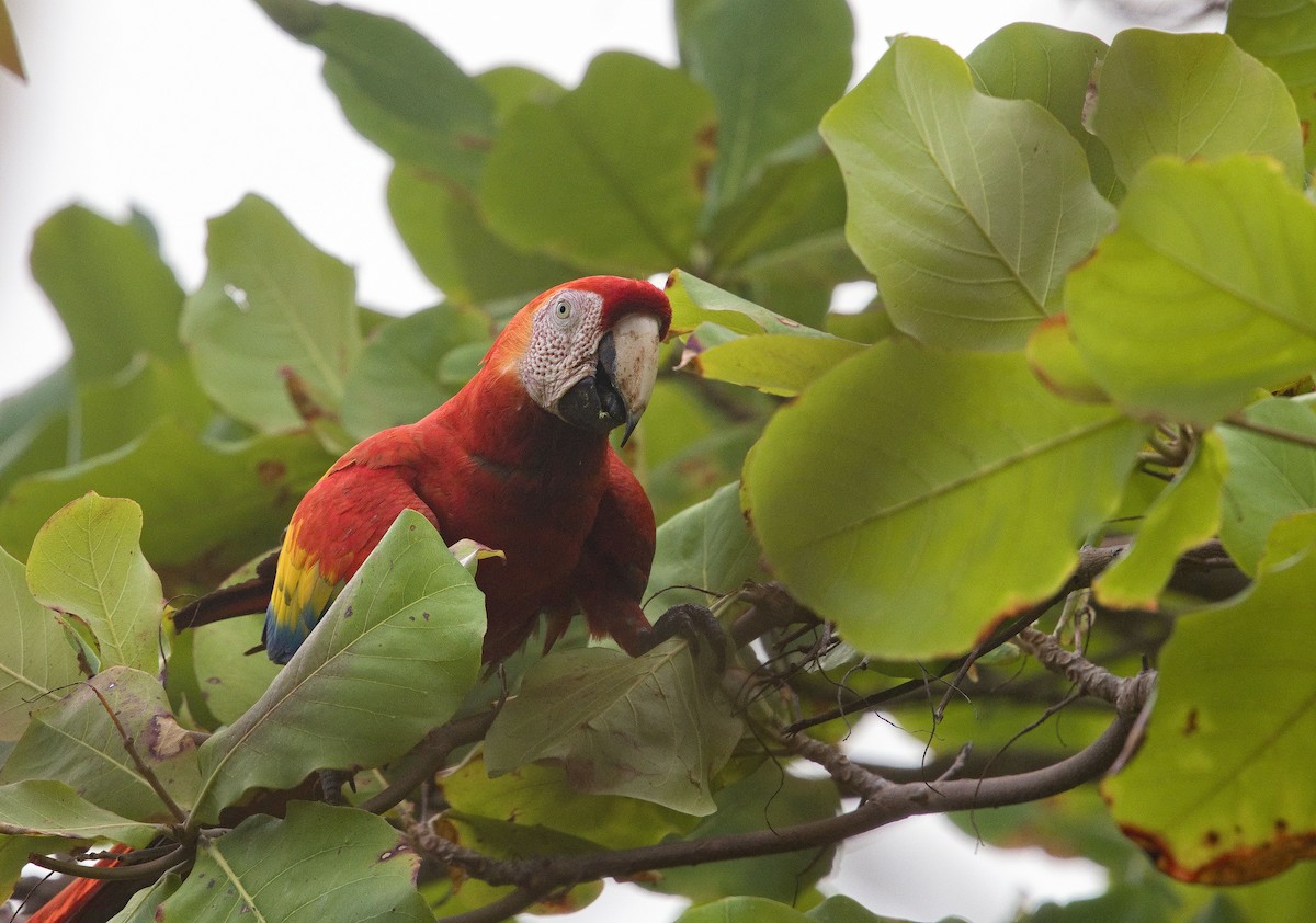 Scarlet Macaw - ML641999113