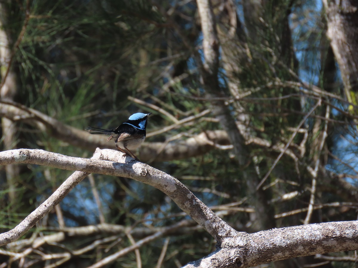 Superb Fairywren - ML641999114