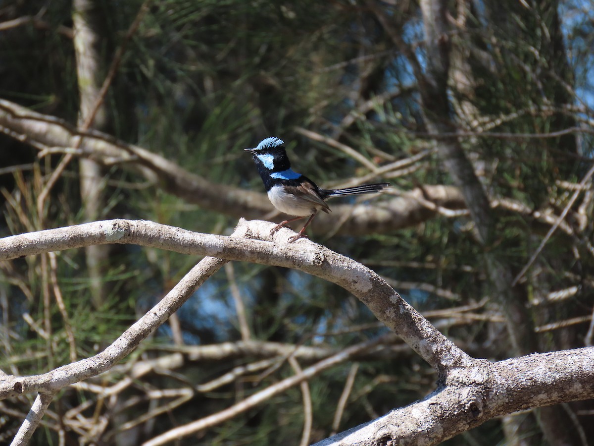 Superb Fairywren - ML641999115