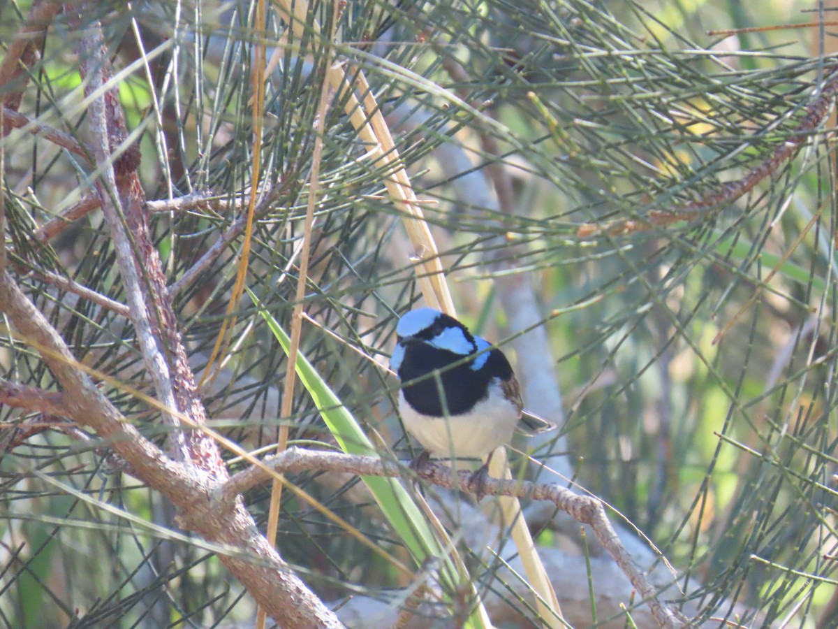 Superb Fairywren - ML641999116