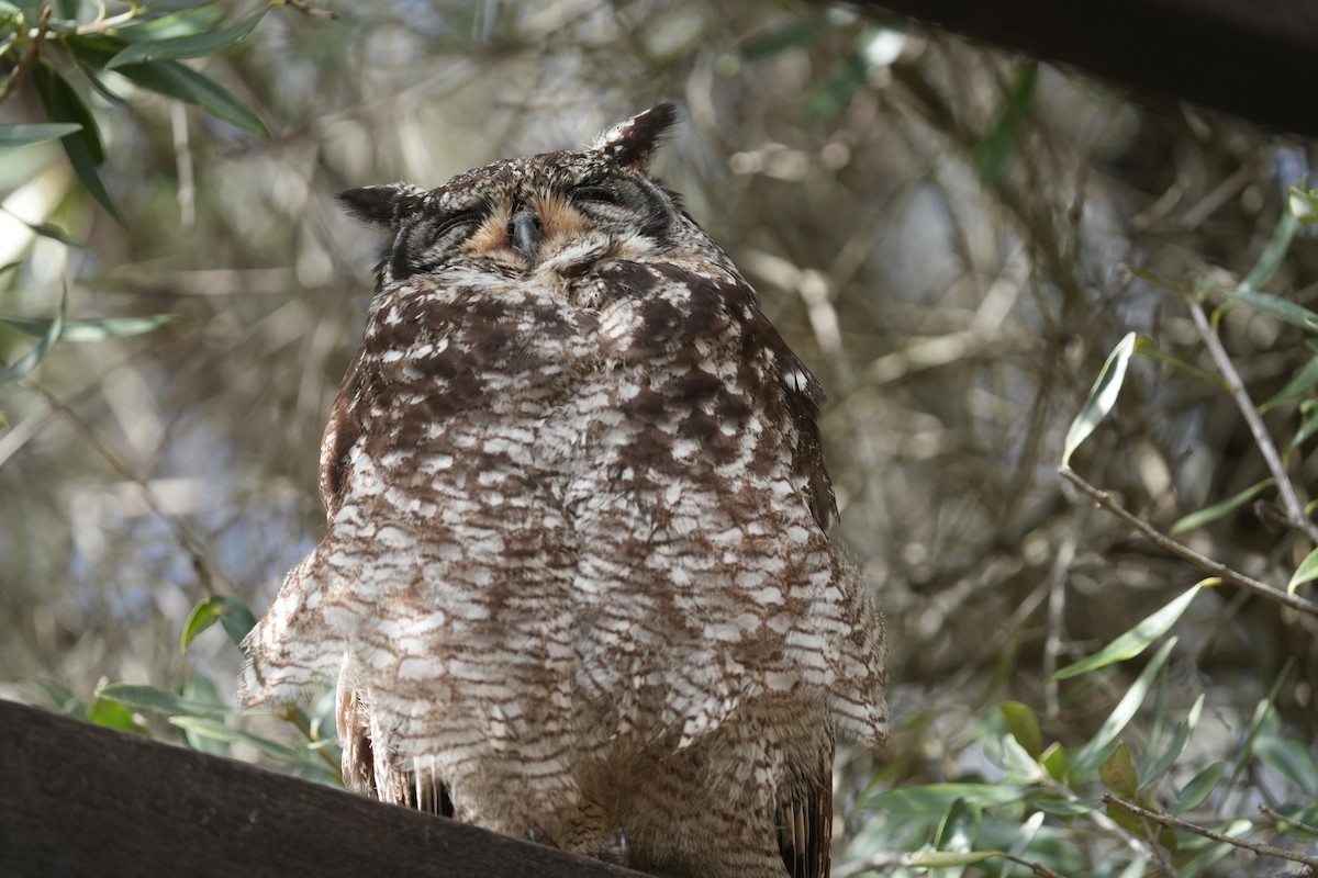 Spotted Eagle-Owl - ML641999117