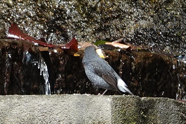 カワビタキ - ML641999118