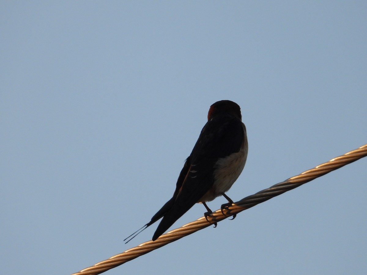 Barn Swallow - ML641999121
