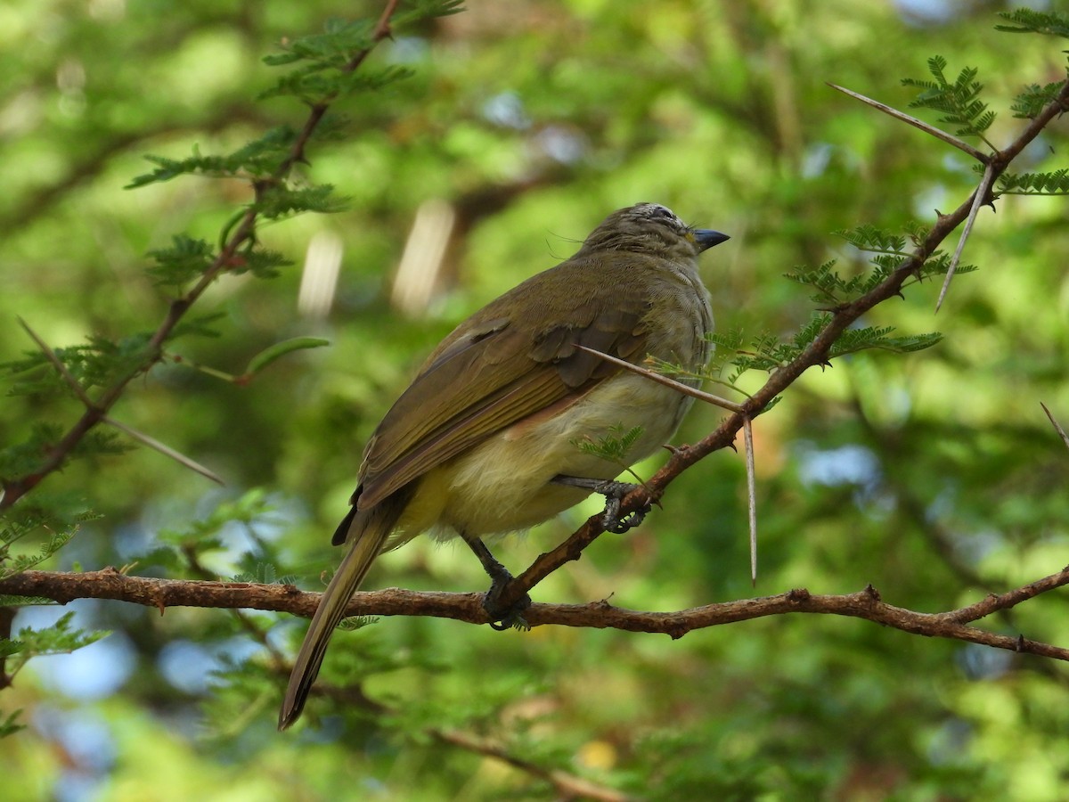 White-browed Bulbul - ML641999130