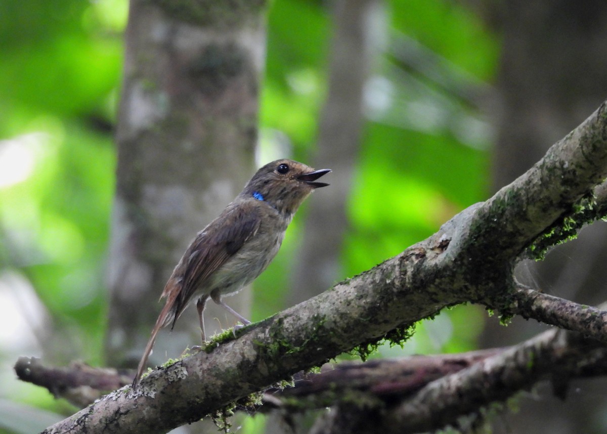 Small Niltava - ML641999132