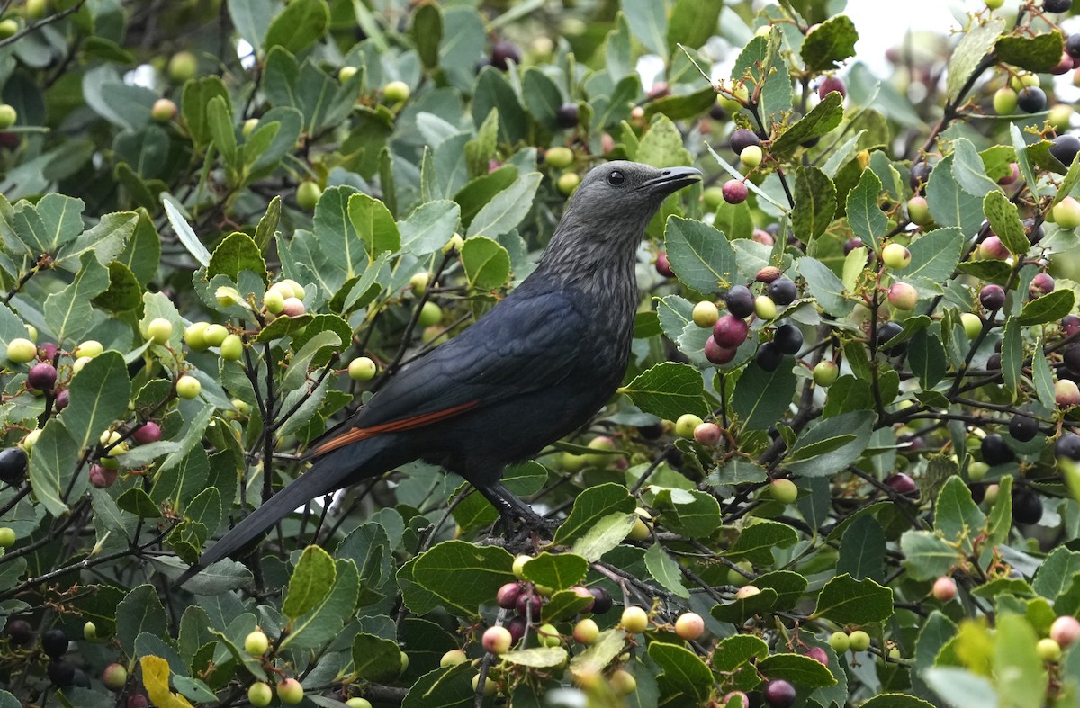 Red-winged Starling - ML641999143