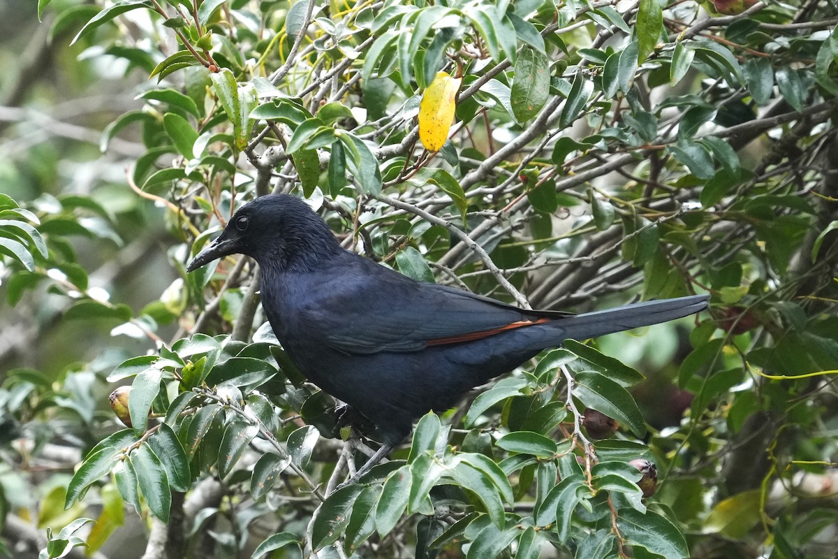 Red-winged Starling - ML641999144