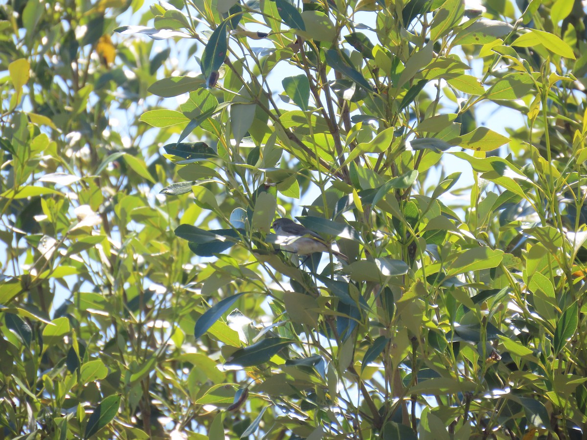 Mangrove Gerygone - ML641999147