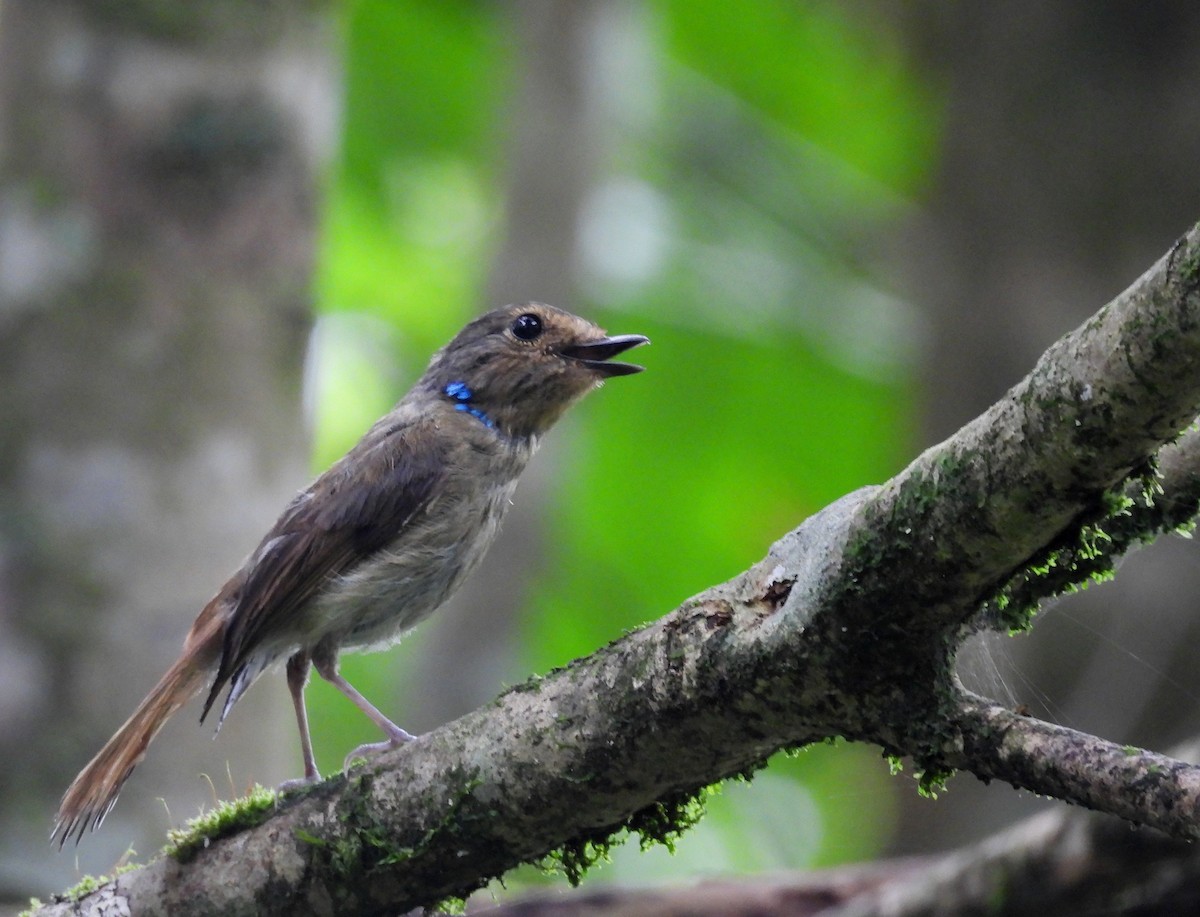 Small Niltava - ML641999156