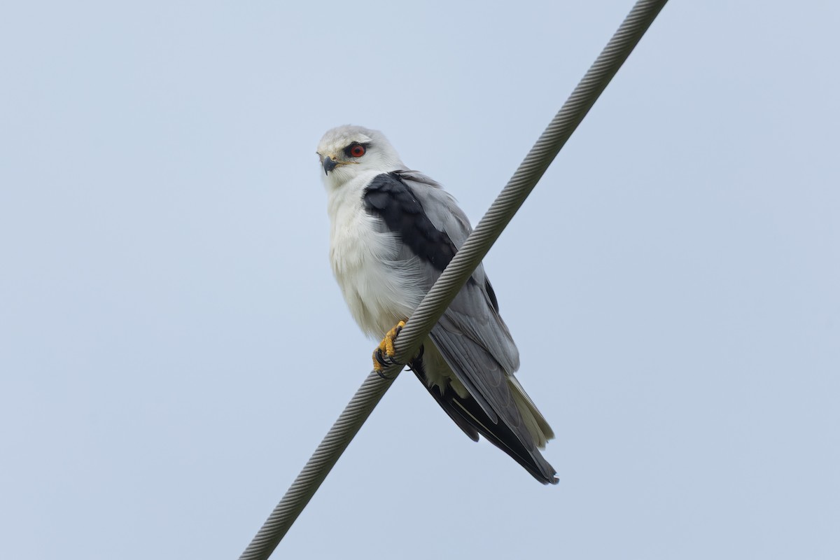 Black-winged Kite - ML641999161