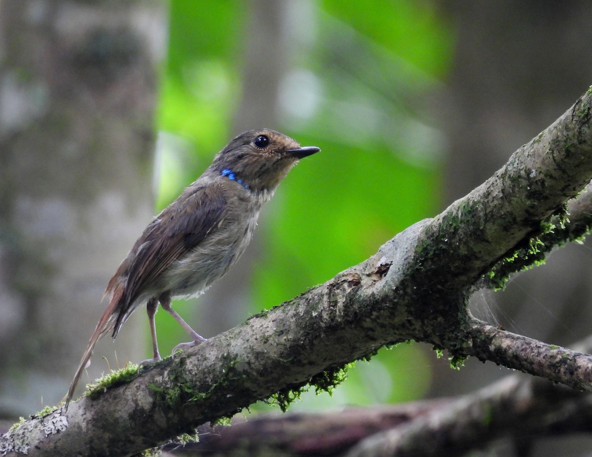 Small Niltava - ML641999162