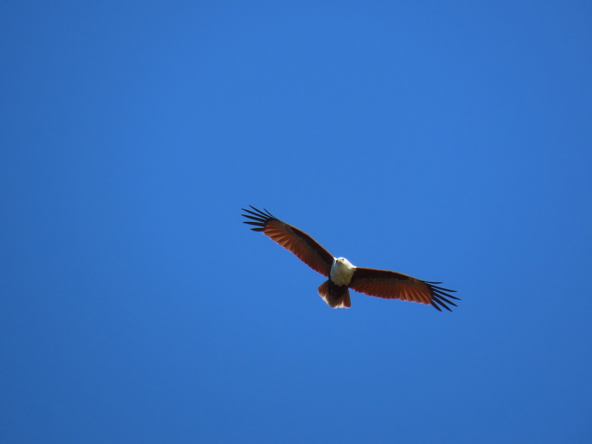 Brahminy Kite - ML641999173
