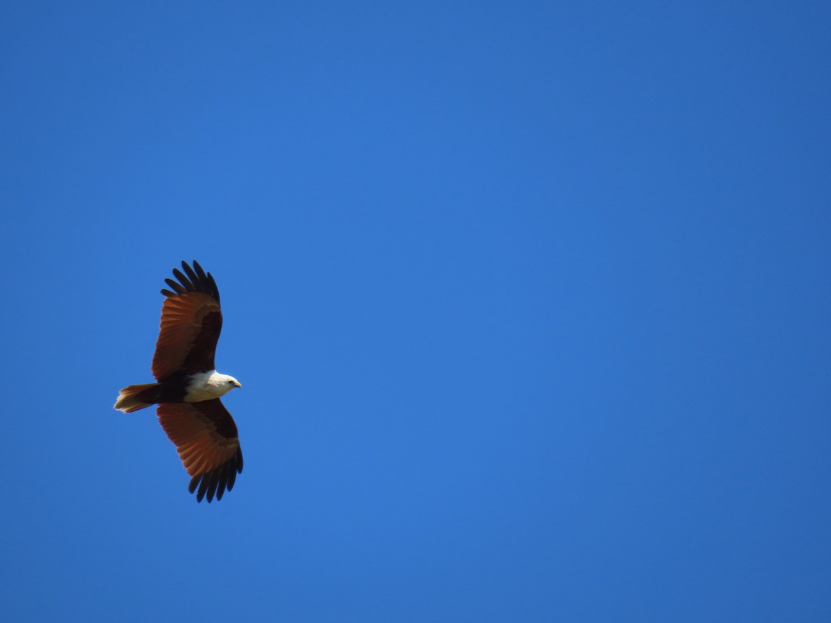 Brahminy Kite - ML641999174