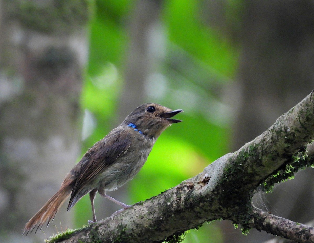 Small Niltava - ML641999175
