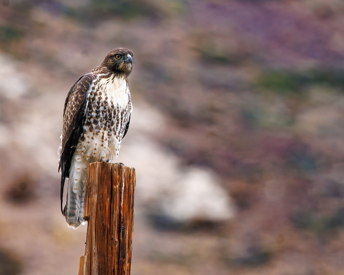 Red-tailed Hawk (calurus/alascensis) - ML641999177