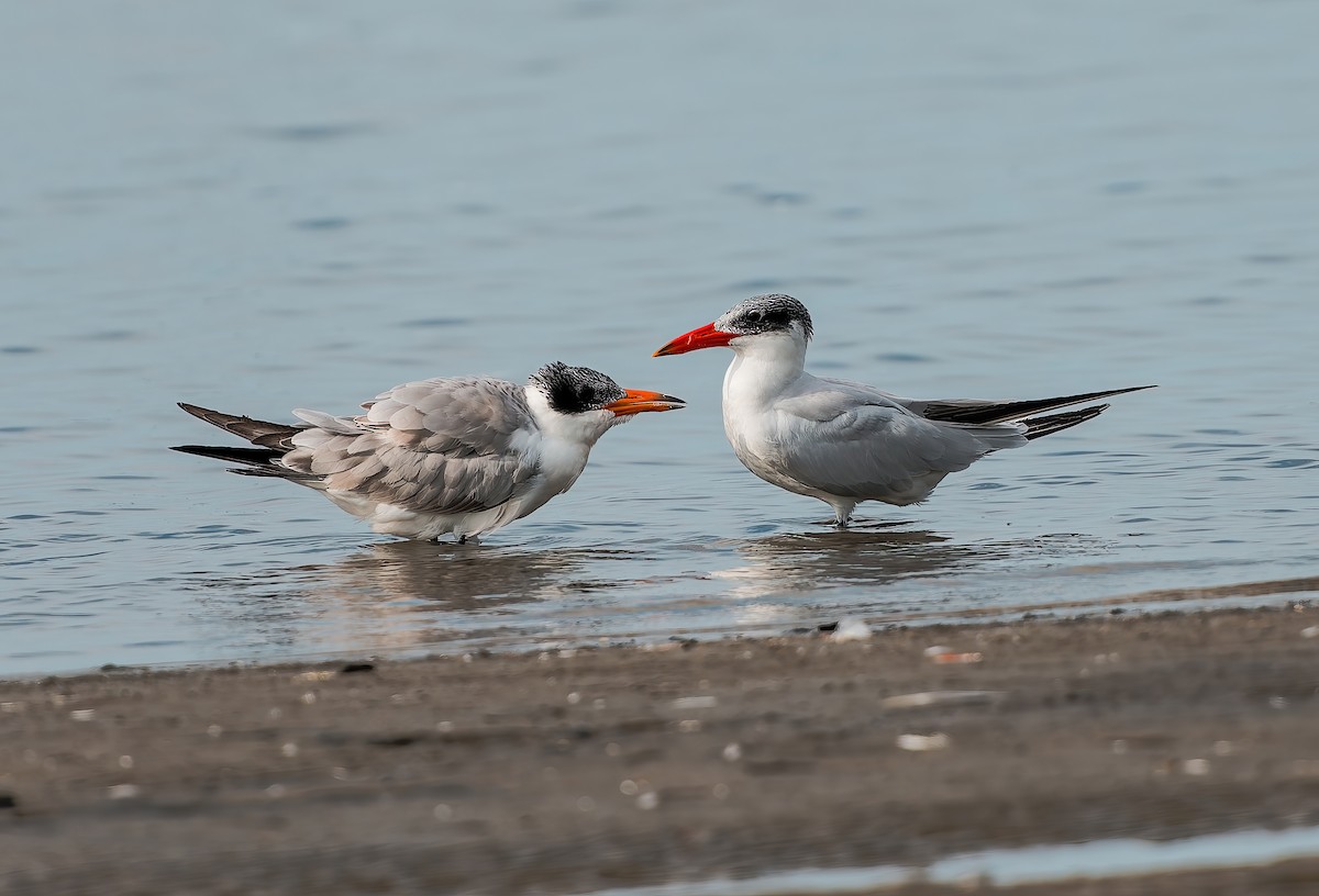 Royal Tern - ML641999180
