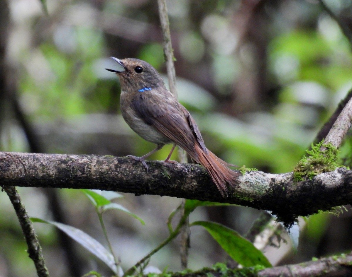 Small Niltava - ML641999186