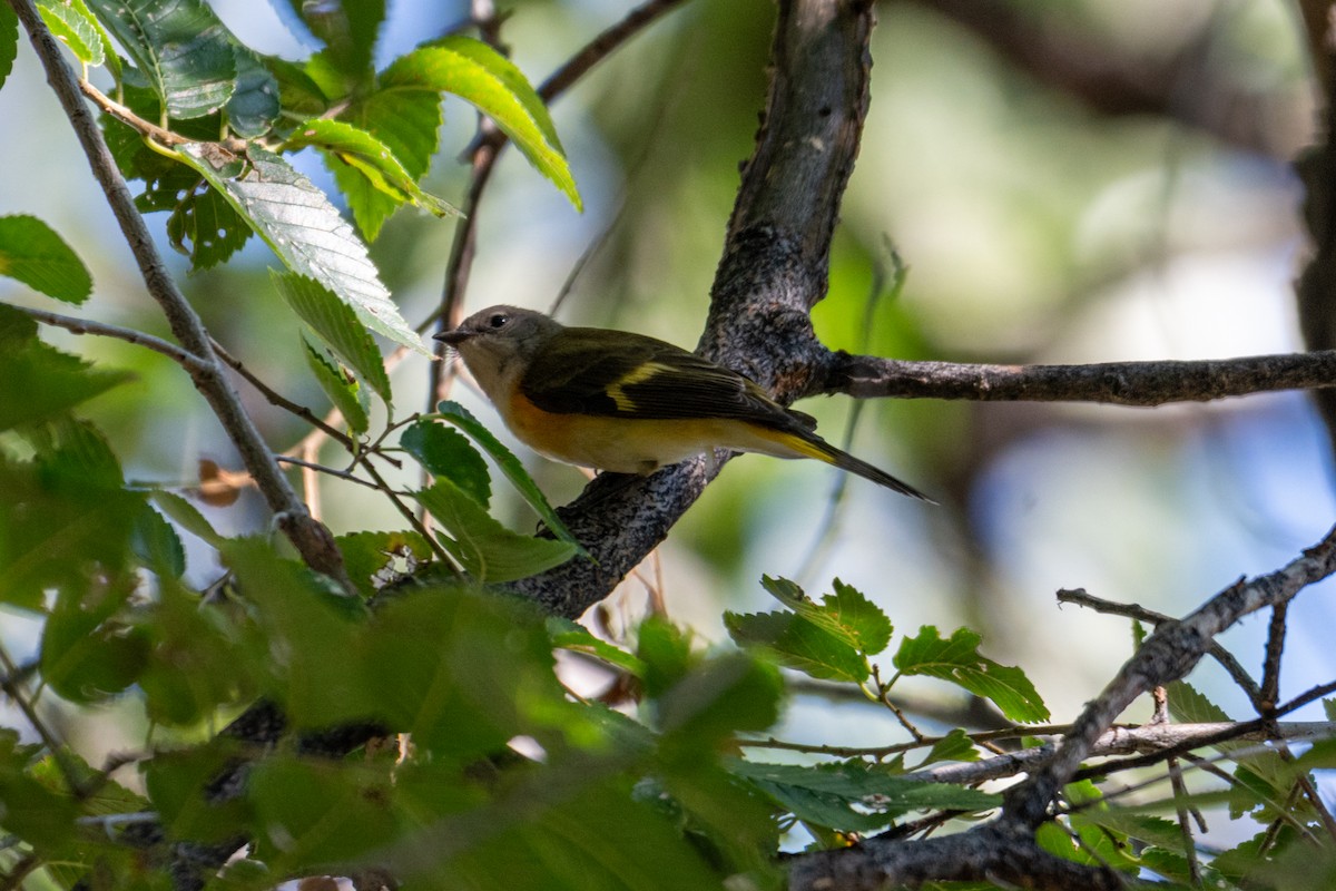 American Redstart - ML641999187
