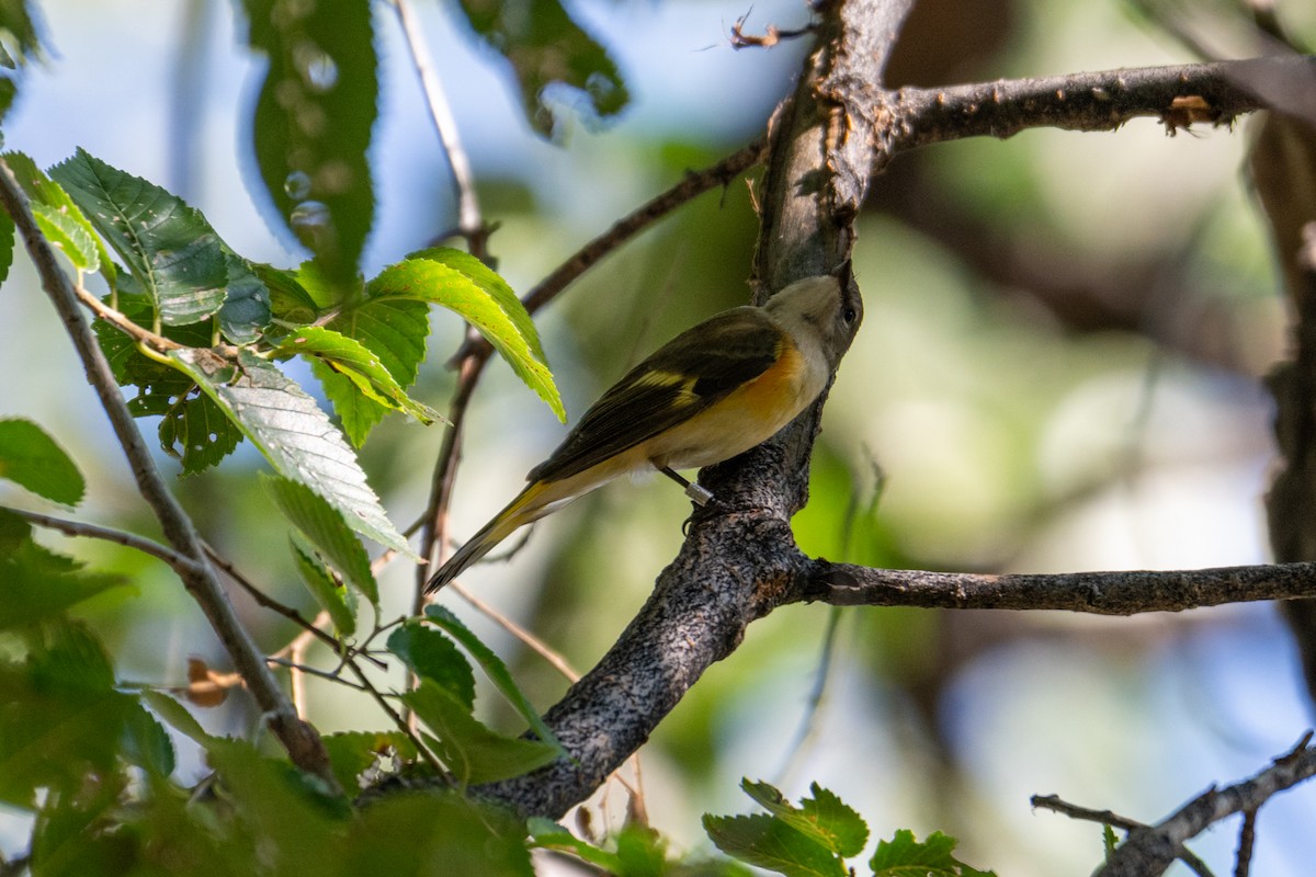 American Redstart - ML641999188