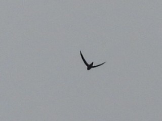 House Swift - ML641999209