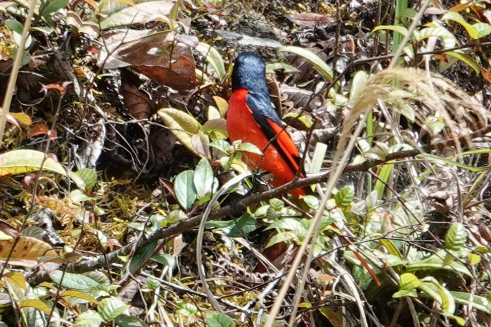 Langschwanz-Mennigvogel - ML641999220