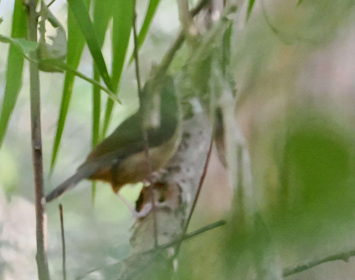 Rufous Shrikethrush - ML641999222