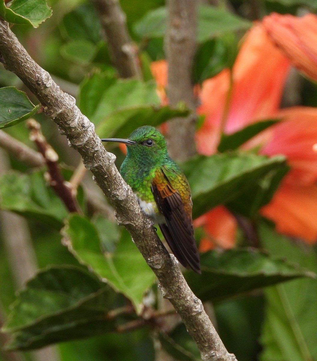 Snowy-bellied Hummingbird - ML641999234