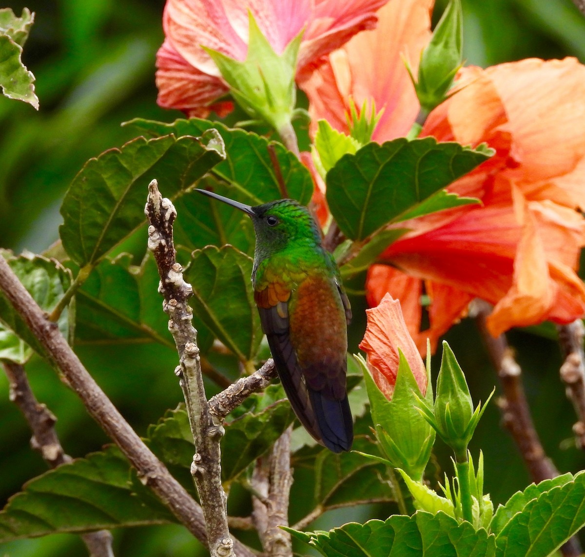 Snowy-bellied Hummingbird - ML641999235