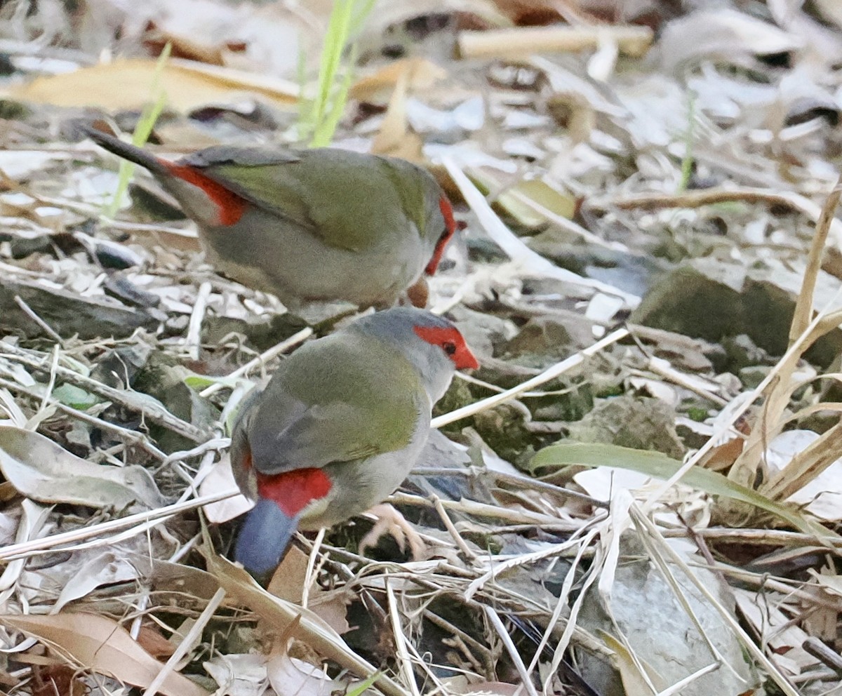 Red-browed Firetail - ML641999237