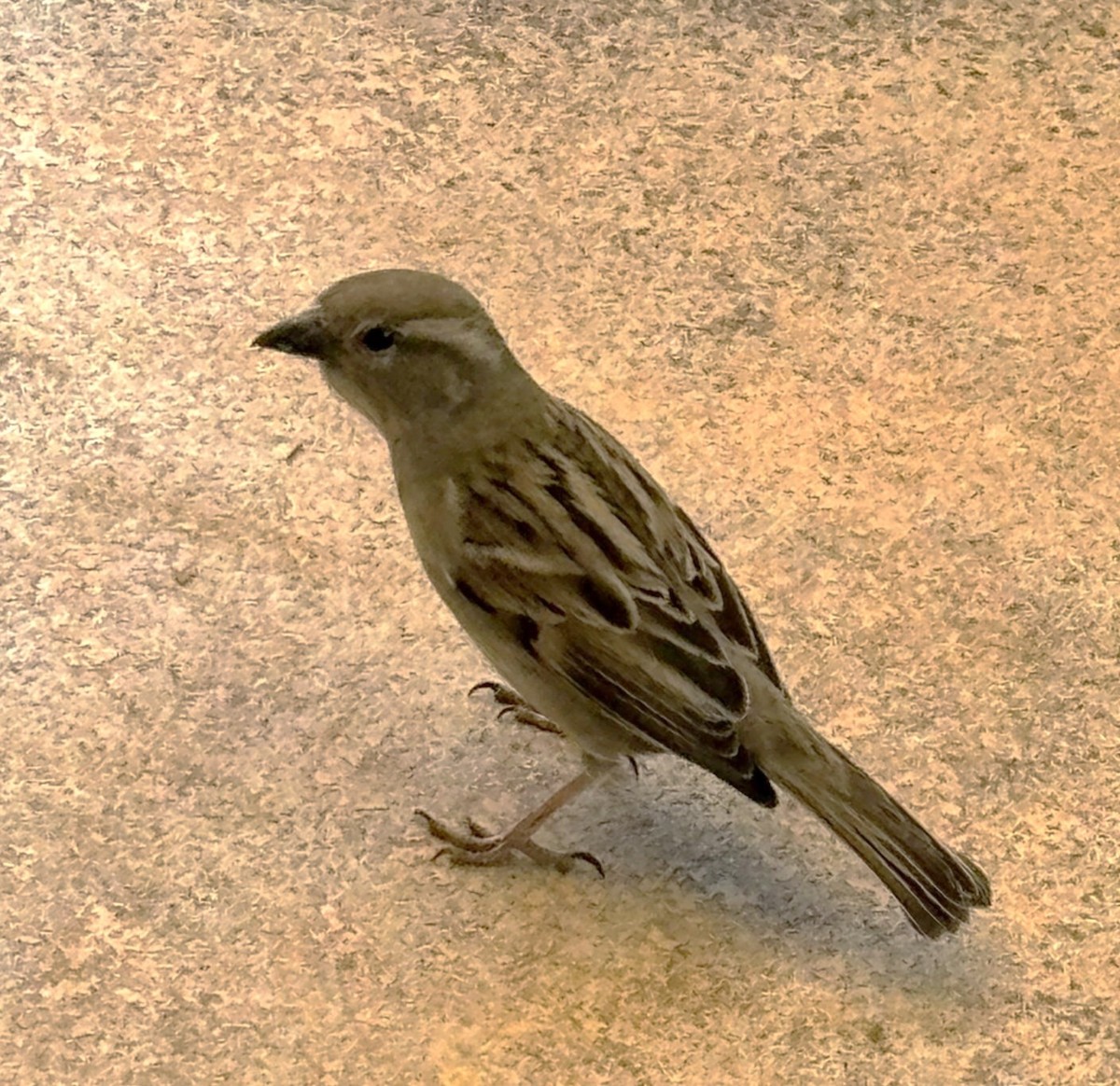 House Sparrow - ML641999254