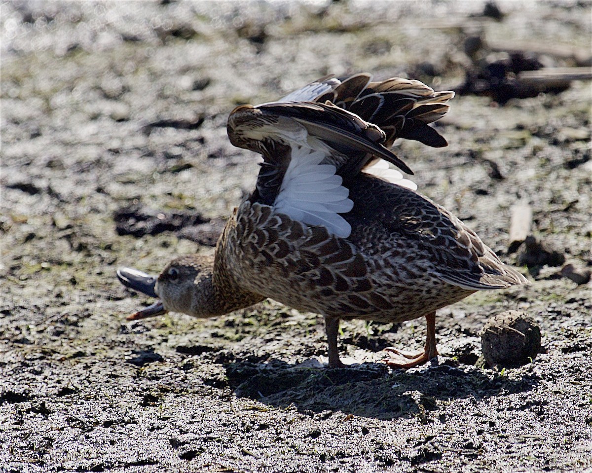 Blue-winged Teal - ML641999274