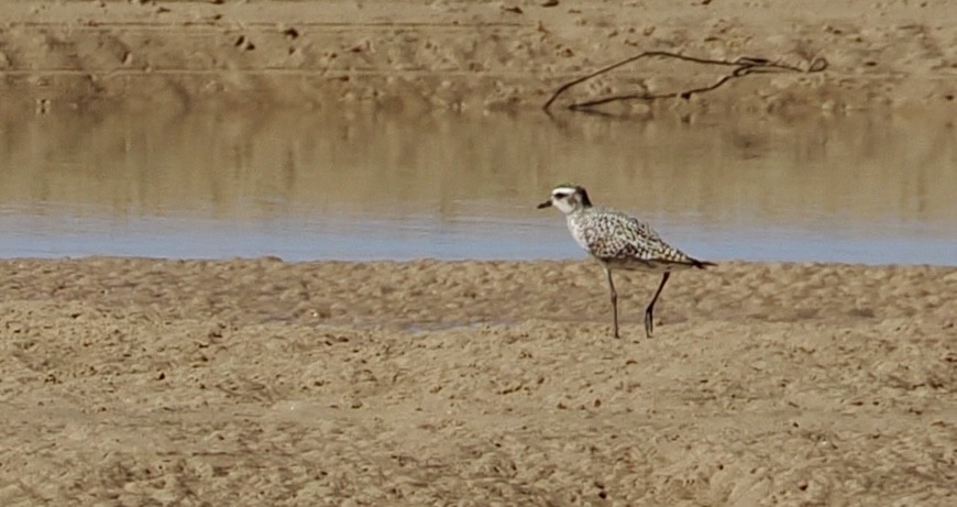 sibirlo - ML641999282