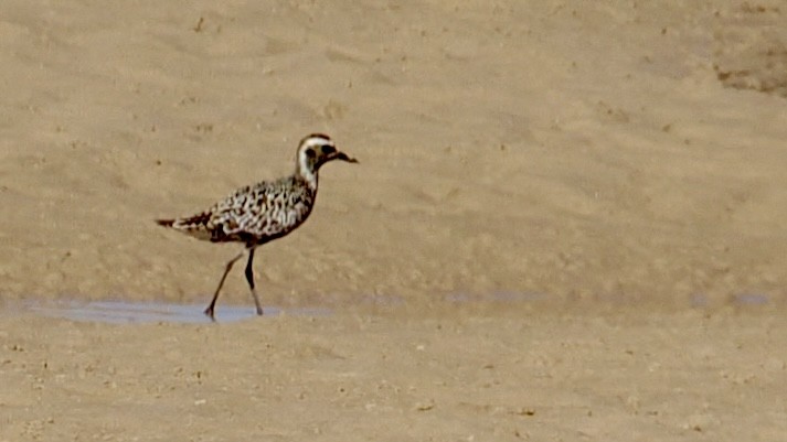 sibirlo - ML641999283