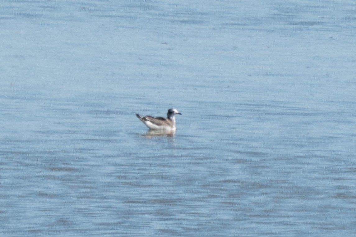 Mouette de Sabine - ML641999286
