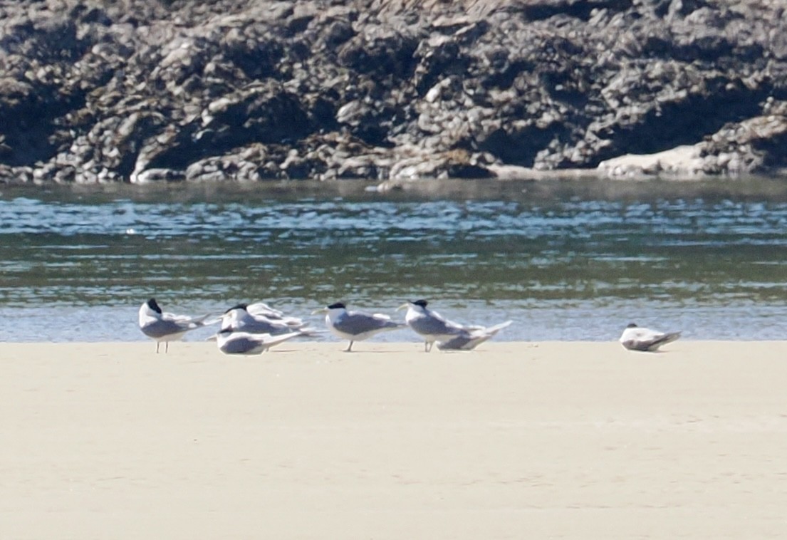 Great Crested Tern - ML641999290