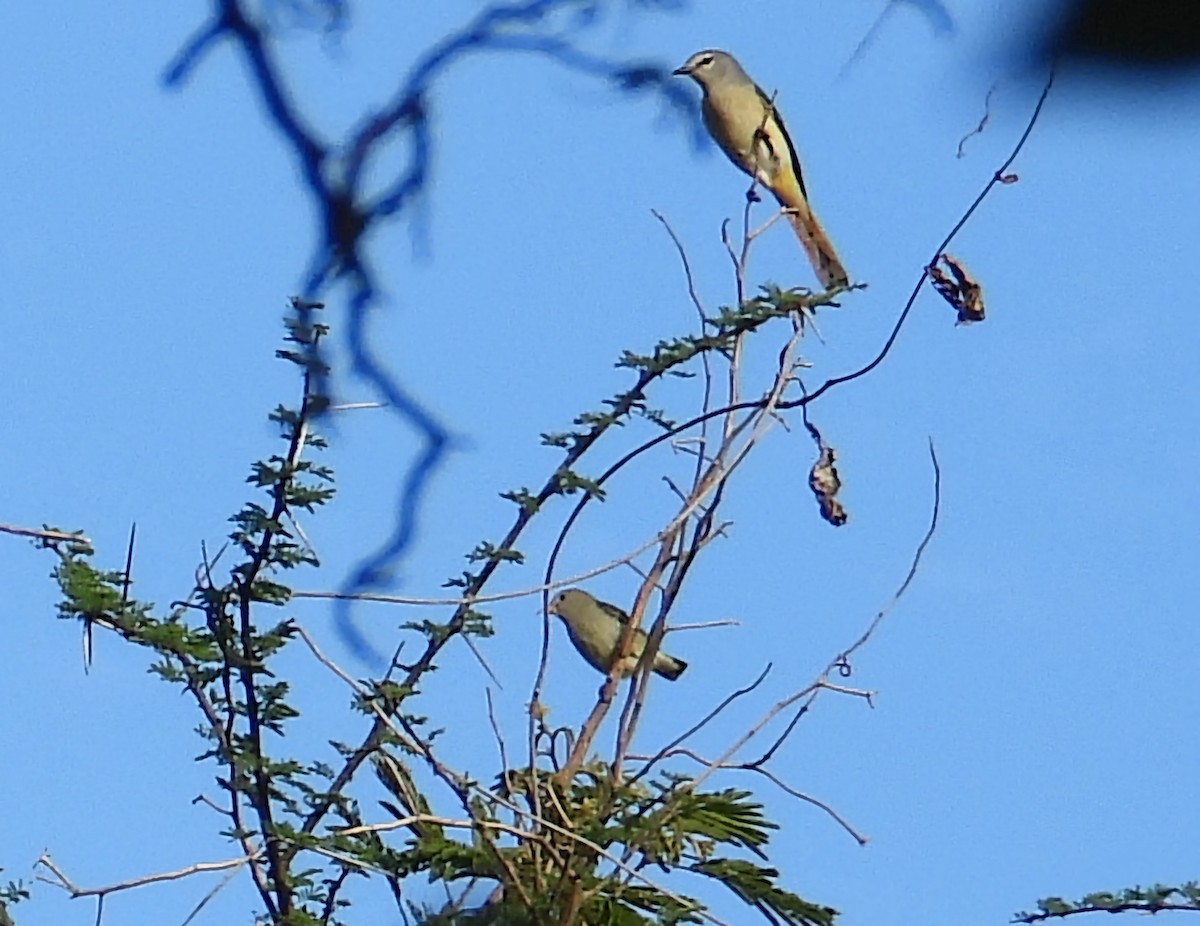 Pale-billed Flowerpecker - ML641999319
