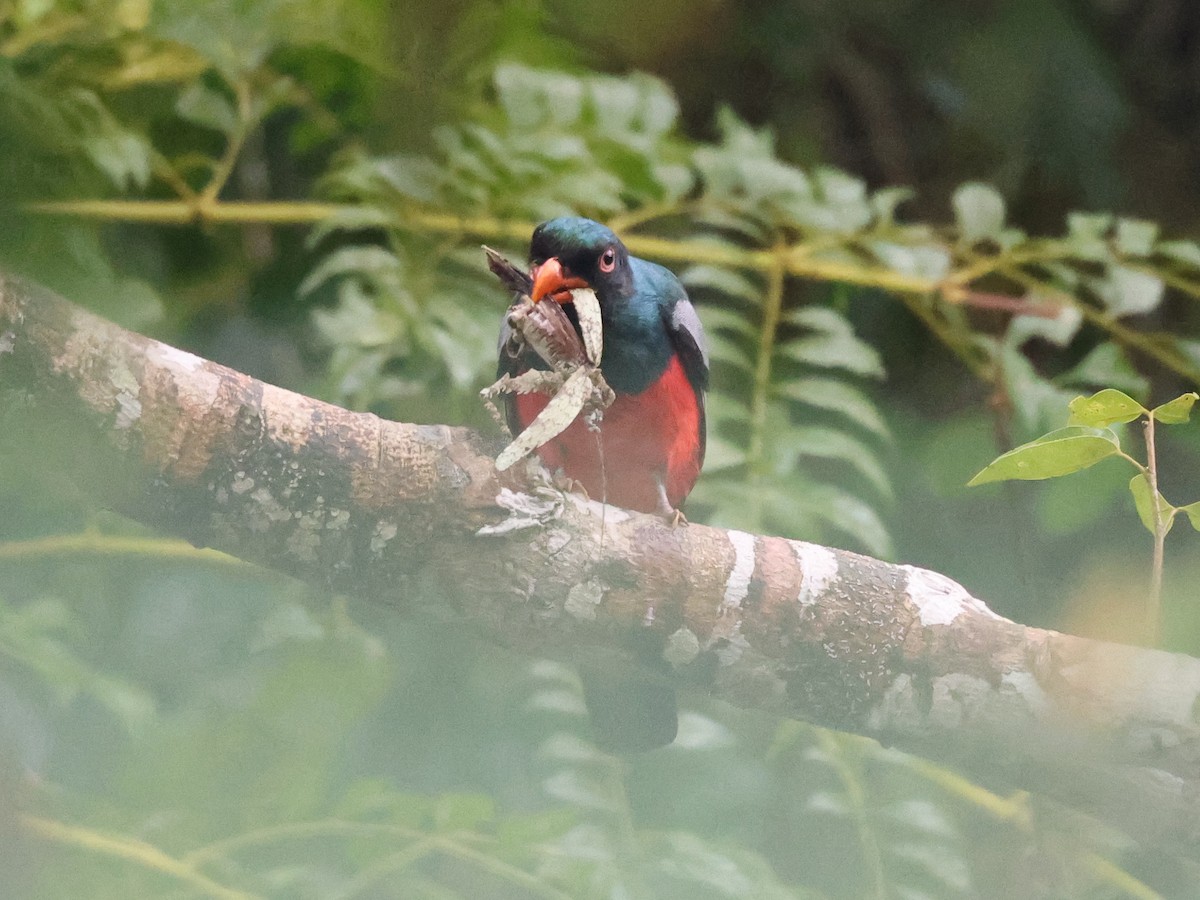 Slaty-tailed Trogon - ML641999323