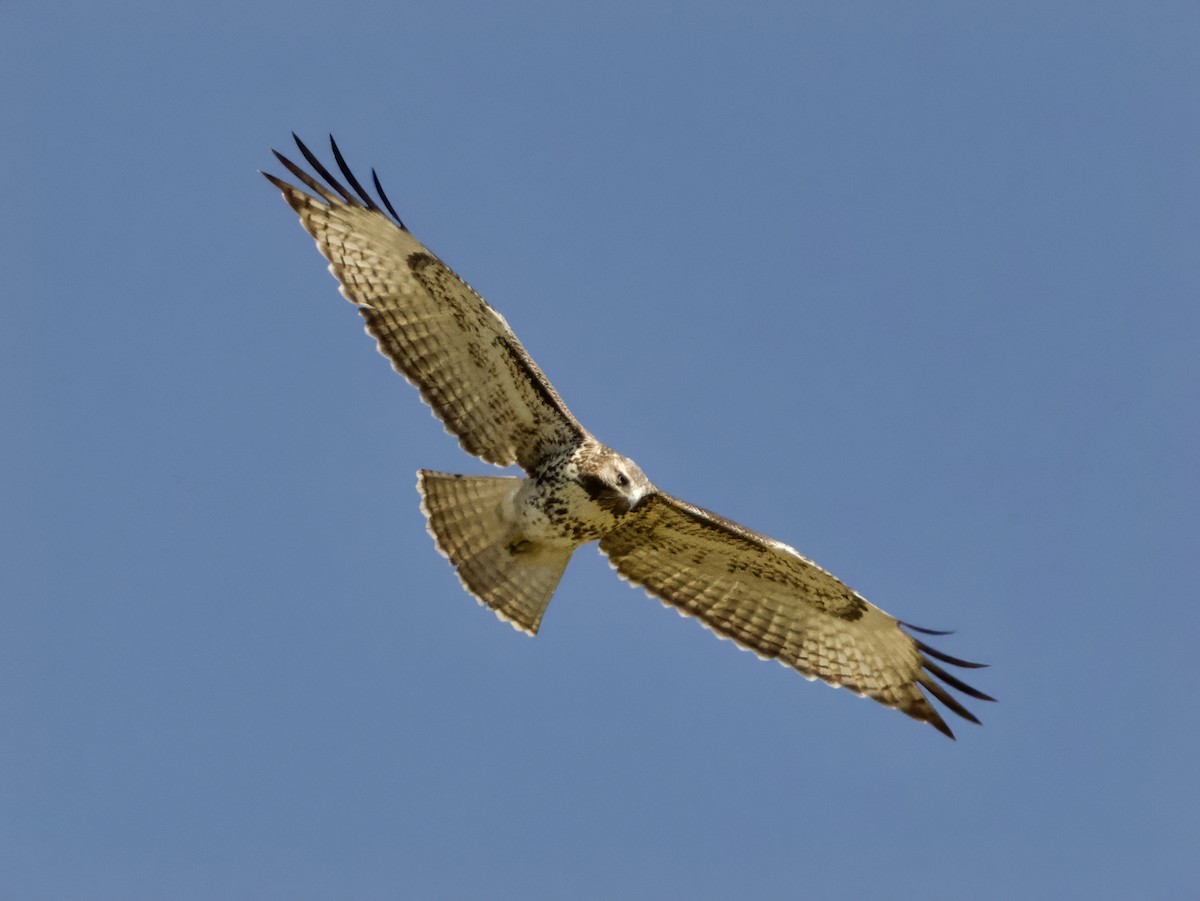 Red-tailed Hawk - ML641999324