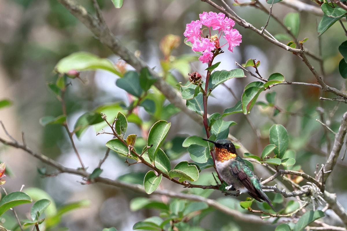 Ruby-throated Hummingbird - ML641999329