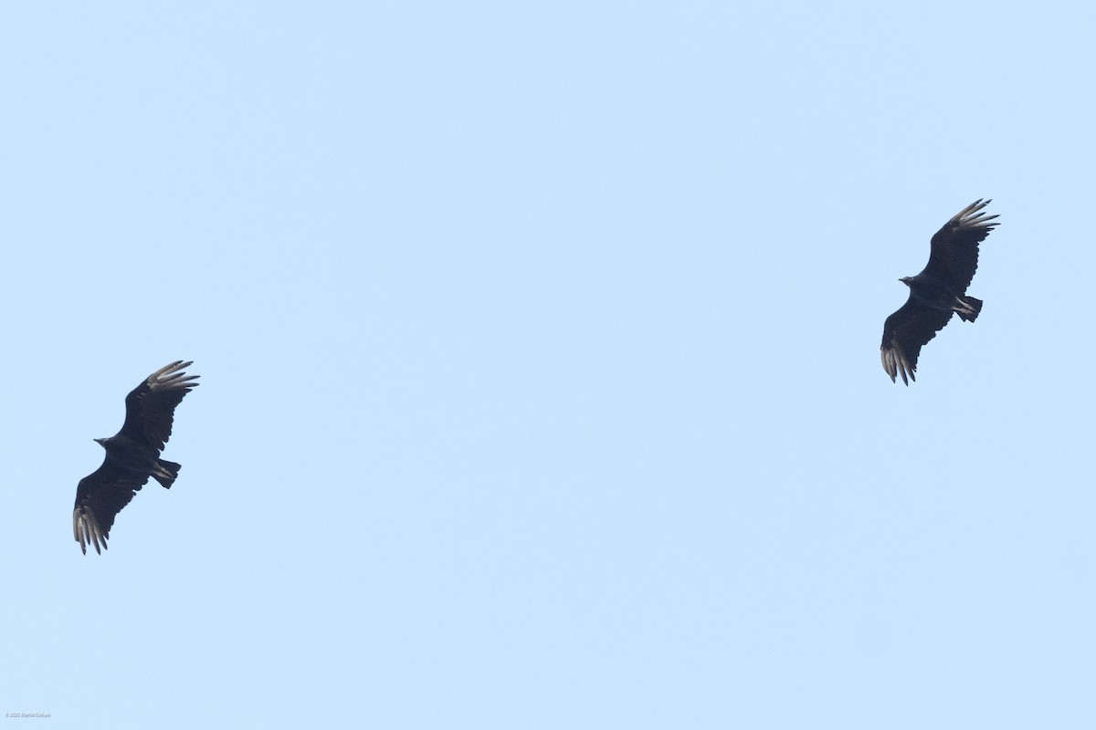 Black Vulture - ML641999331