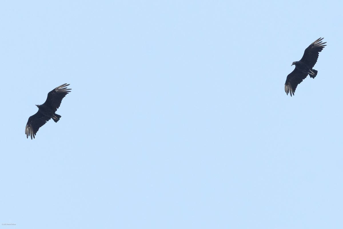 Black Vulture - ML641999332